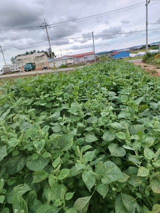 결단이님의 들깨 · 자유게시판 작성글 사진