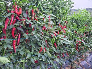 북극성짱님의 고추 · 수확 작성글 사진