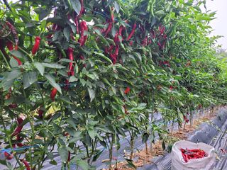 북극성짱님의 고추 · 수확 작성글 사진