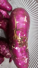 팜모닝 고구마·병해충상담 게시글 이미지