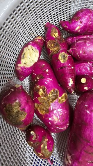 김종대님의 고구마 · 병해충상담 작성글 사진