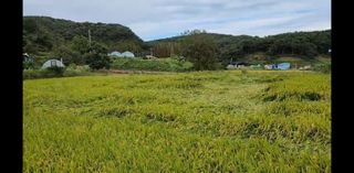 김재영님의 벼 · 자유게시판 작성글 사진