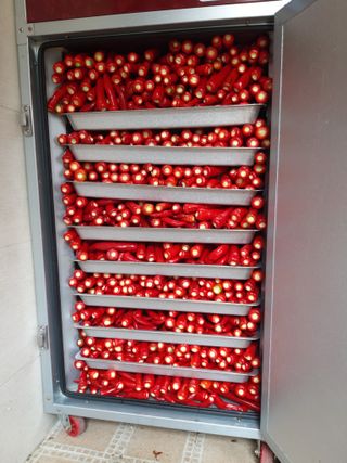 김재영님의 고추 · 수확 작성글 사진