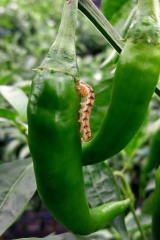 정진해님의 고추 · 일상 작성글 사진