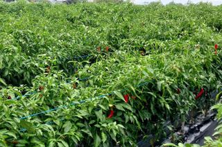 정진해님의 고추 · 일상 작성글 사진