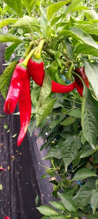 정진해님의 고추 · 일상 작성글 사진