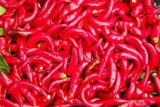 정진해님의 고추 · 일상 작성글 사진