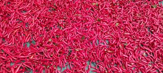 정진해님의 고추 · 일상 작성글 사진