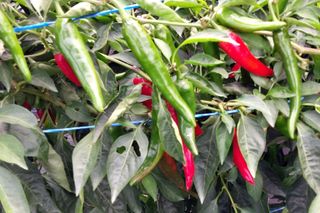 정진해님의 고추 · 일상 작성글 사진