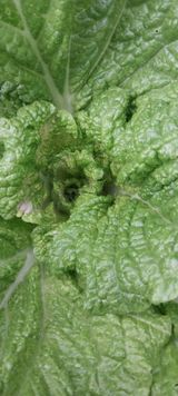 팜모닝 배추·병해충상담 게시글 이미지