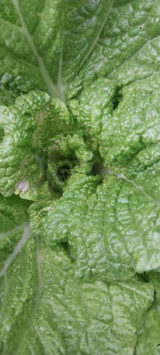 840574나님의 배추 · 병해충상담 작성글 사진