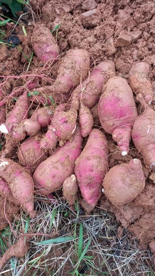 윤충기님의 자유주제 · 자유게시판 작성글 사진