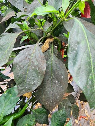 경규찬님의 고추 · 병해충상담 작성글 사진