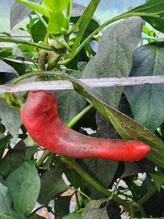 경규찬님의 고추 · 병해충상담 작성글 사진