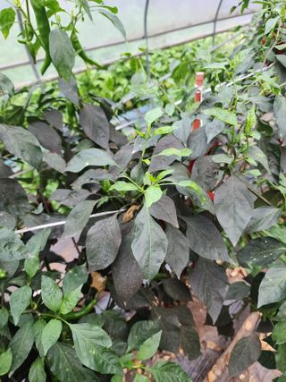 경규찬님의 고추 · 병해충상담 작성글 사진