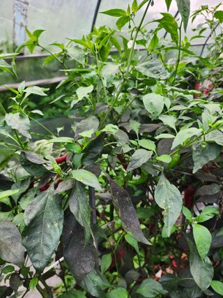 경규찬님의 고추 · 병해충상담 작성글 사진