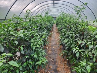 경규찬님의 고추 · 병해충상담 작성글 사진