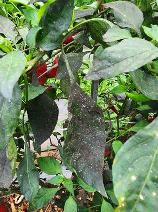 경규찬님의 고추 · 병해충상담 작성글 사진