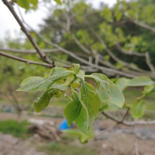 이진우님의 감 · 병해충상담 작성글 사진