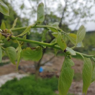 이진우님의 감 · 병해충상담 작성글 사진