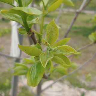 이진우님의 감 · 병해충상담 작성글 사진