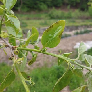 이진우님의 감 · 병해충상담 작성글 사진