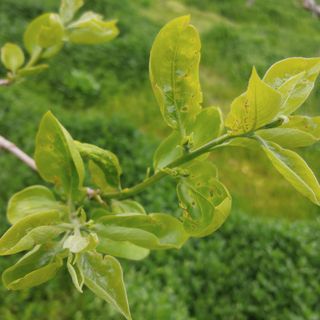 이진우님의 감 · 병해충상담 작성글 사진