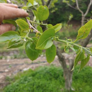 이진우님의 감 · 병해충상담 작성글 사진