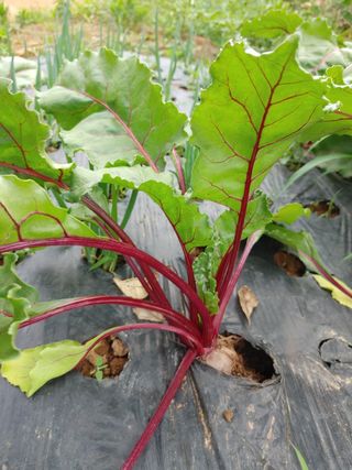 예스맴님의 자두 · 자유게시판 작성글 사진