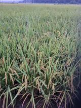 팜모닝 윷놀이 끝! 어떠셨나요?·참여글 게시글 이미지