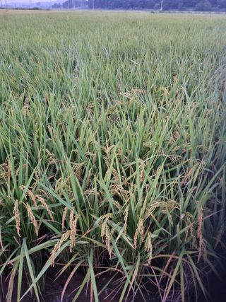 이규현님의 윷놀이 끝! 어떠셨나요? · 참여글 작성글 사진