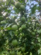 팜모닝 윷놀이 끝! 어떠셨나요?·참여글 게시글 이미지