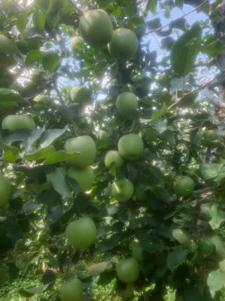 홍당표님의 윷놀이 끝! 어떠셨나요? · 참여글 작성글 사진