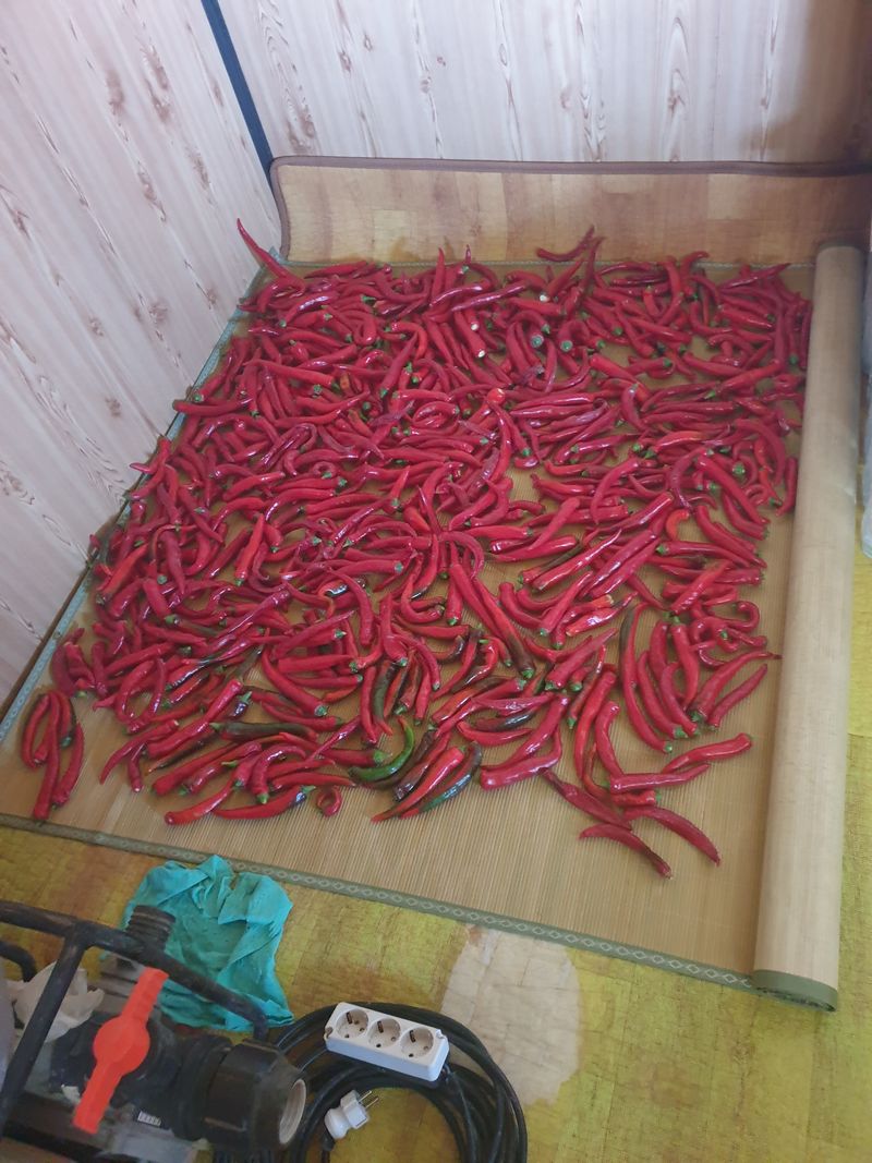 장터 상품 [고추 첫 수확했는되 갑자기 비가 왔어 조긍 따다 말았네] 썸네일