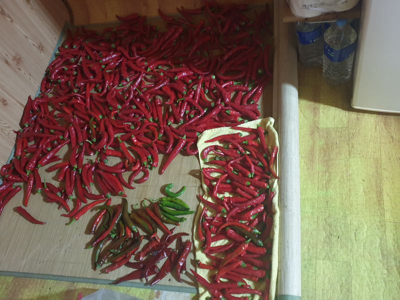 자인면  박덕상님의 장터 판매 상품 [고추 첫 수확했는되 갑자기 비가 왔어 조긍 따다 말았네] 첨부 사진