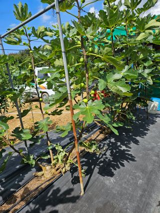 농민님의 기타작물 · 병해충상담 작성글 사진