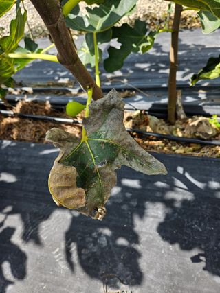 농민님의 기타작물 · 병해충상담 작성글 사진