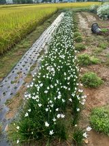 팜모닝 윷놀이 끝! 어떠셨나요?·참여글 게시글 이미지