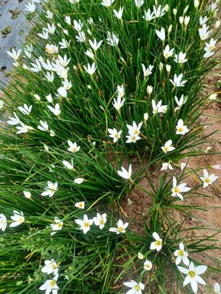 팜모닝회원 김순달 님의 윷놀이 끝! 어떠셨나요? · 참여글 작성글 사진