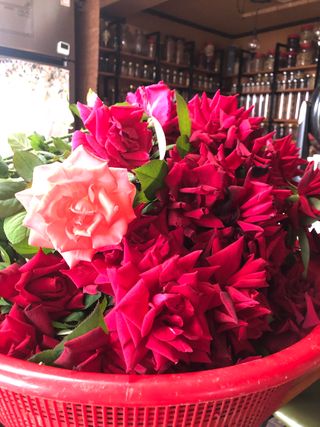 꽃다림님의 기타작물 · 병해충상담 작성글 사진