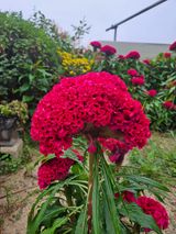 팜모닝 윷놀이 끝! 어떠셨나요?·참여글 게시글 이미지