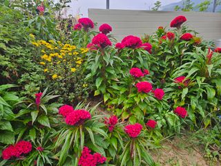 김용석님의 윷놀이 끝! 어떠셨나요? · 참여글 작성글 사진