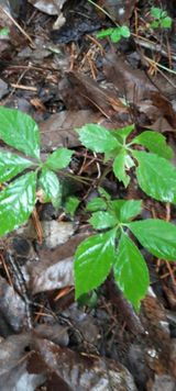 팜모닝 윷놀이 끝! 어떠셨나요?·참여글 게시글 이미지