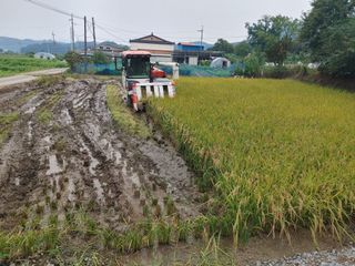 윤재하님의 벼 · 자유게시판 작성글 사진