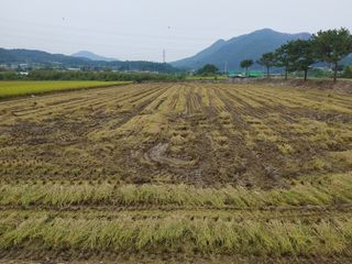 윤재하님의 벼 · 자유게시판 작성글 사진