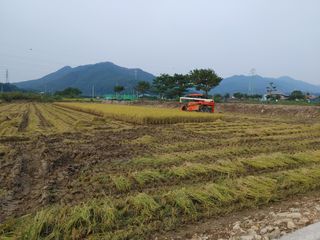 윤재하님의 벼 · 자유게시판 작성글 사진