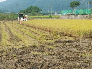 윤재하님의 벼 · 자유게시판 작성글 사진