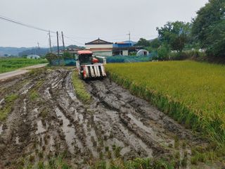 윤재하님의 벼 · 자유게시판 작성글 사진