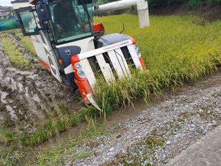 윤재하님의 벼 · 자유게시판 작성글 사진