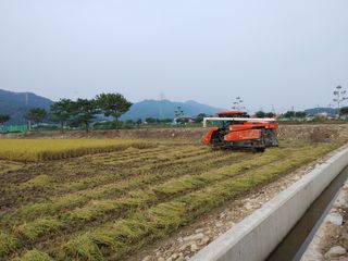 윤재하님의 벼 · 자유게시판 작성글 사진